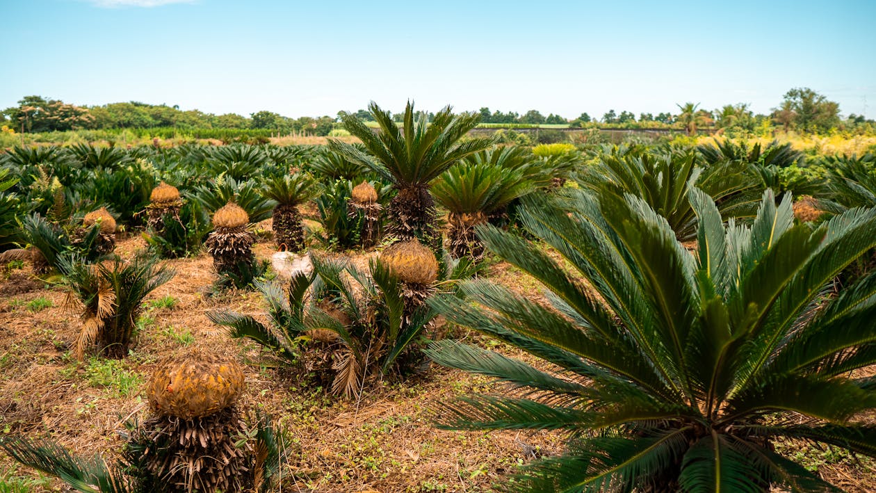 Cycas revoluta