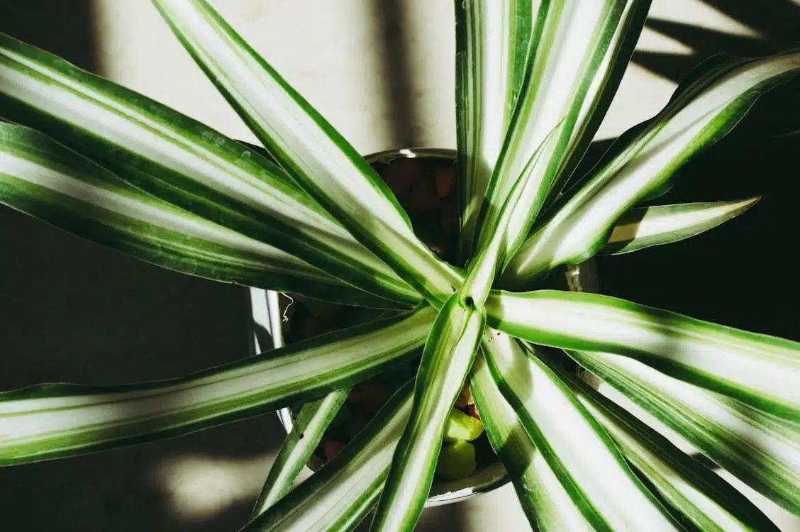plante araignée